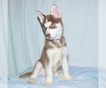 Small Photo #4 Siberian Husky Puppy For Sale in PATERSON, NJ, USA