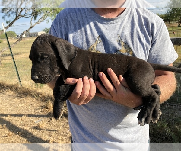 Medium Photo #5 Great Dane Puppy For Sale in DEVINE, TX, USA