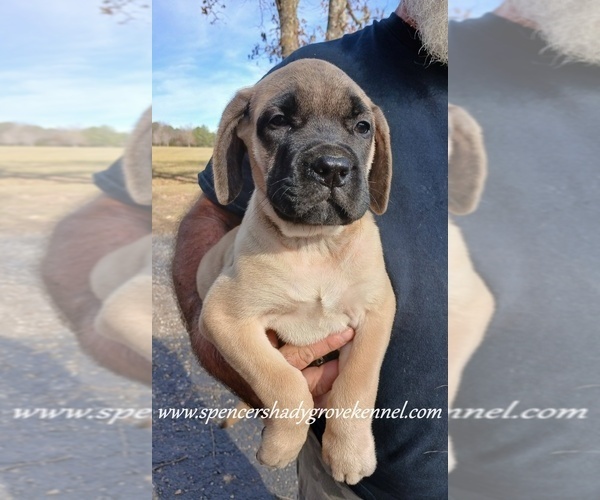 Medium Photo #10 Mastiff Puppy For Sale in CABOOL, MO, USA