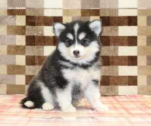 Pomsky Puppy for sale in DENVER, PA, USA