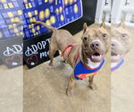 Small #2 American Pit Bull Terrier Mix