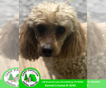 Small #1 Poodle (Miniature)