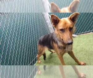 German Shepherd Dog-Unknown Mix Dogs for adoption in Downey, CA, USA
