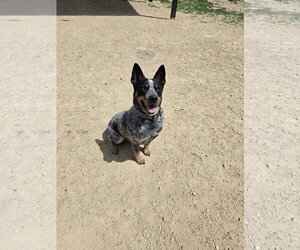 Mutt Dogs for adoption in Maquoketa, IA, USA