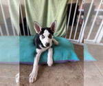 Small #3 Siberian Husky