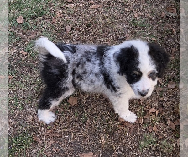Medium Photo #10 Aussiedoodle Puppy For Sale in WILLS POINT, TX, USA