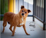 Small #2 Chihuahua Mix