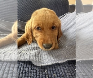 Golden Irish-Golden Retriever Mix Puppy for sale in SOUTH WATERFORD, ME, USA