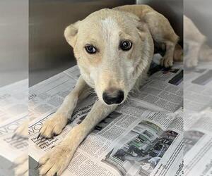 Mutt Dogs for adoption in San Antonio, TX, USA