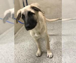 Anatolian Shepherd Dogs for adoption in Conroe, TX, USA