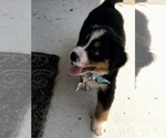 Small Photo #8 Bernese Mountain Dog Puppy For Sale in FLEMING ISLAND, FL, USA