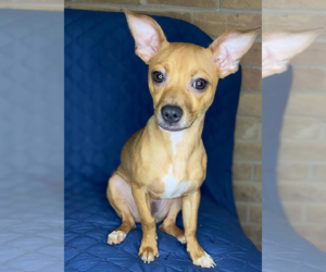 Chihuahua-Unknown Mix Dogs for adoption in Cranston, RI, USA