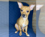 Small Chihuahua Mix