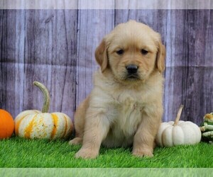 Golden Retriever Puppy for sale in FREDERICKSBG, OH, USA
