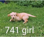 Small Photo #8 Goldendoodle (Miniature) Puppy For Sale in CLARE, IL, USA