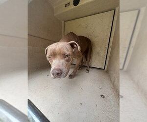 Mutt Dogs for adoption in Oklahoma City, OK, USA
