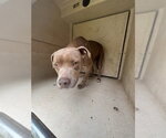 Small Mutt