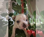 Small Photo #8 French Bulldog Puppy For Sale in MERIDEN, MN, USA