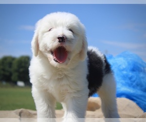 Old English Sheepdog Puppy for sale in FAIR GROVE, MO, USA