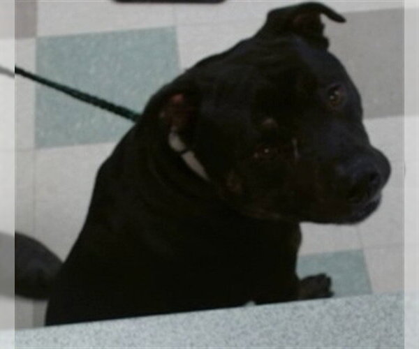 Medium Photo #1 American Pit Bull Terrier-Unknown Mix Puppy For Sale in Oklahoma City, OK, USA