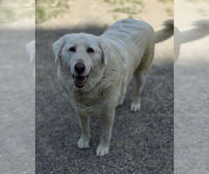 - Mix Dogs for adoption in Woodsfield, OH, USA