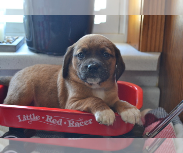 Medium Photo #1 Jug Puppy For Sale in GREENWOOD, WI, USA