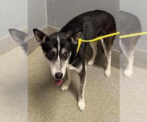 Siberian Husky-Unknown Mix Dogs for adoption in Las Vegas, NV, USA