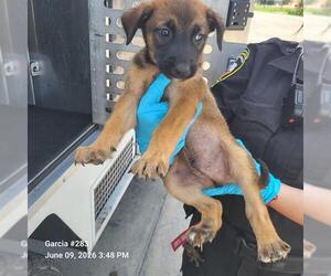 German Shepherd Dog-Unknown Mix Dogs for adoption in San Antonio, TX, USA