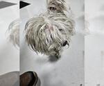 Small Shih Tzu Mix