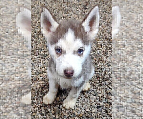 Medium Photo #2 Siberian Husky Puppy For Sale in TUCSON, AZ, USA