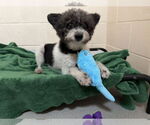 Small Maltipoo