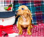 Puppy Ursala Dachshund