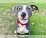 Small #5 American Pit Bull Terrier