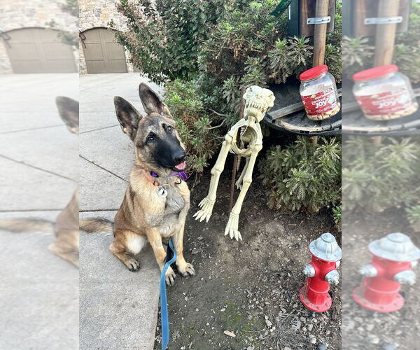 Medium Photo #2 German Shepherd Dog Puppy For Sale in West Sacramento, CA, USA