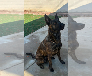 Dutch Shepherd Dog Dog for Adoption in FRESNO, California USA