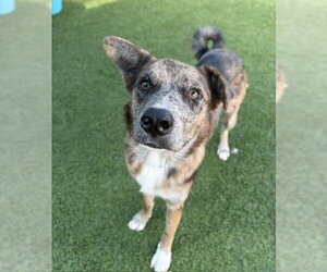 Shadow - Male Mutt Dog for Adoption - Photo #2