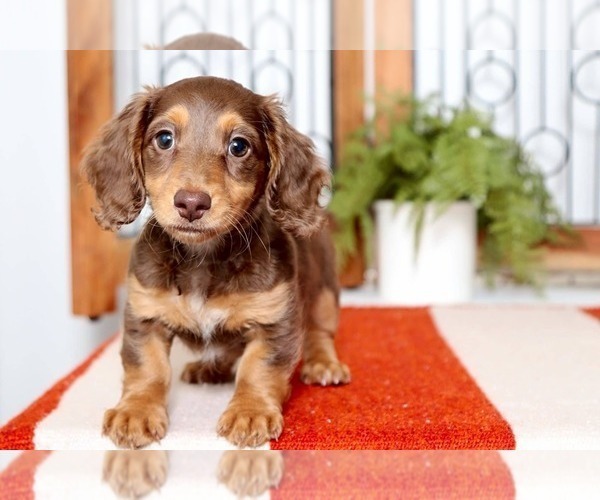 View Ad: Dachshund Puppy for Sale near Florida, NAPLES ...