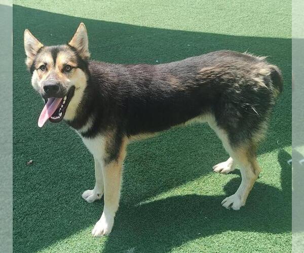 Medium Photo #7 German Shepherd Dog-Unknown Mix Puppy For Sale in Rockwall, TX, USA