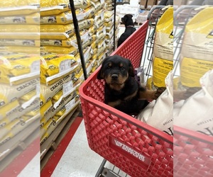 Rottweiler Puppy for sale in THREE RIVERS, MI, USA