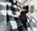 Puppy Majestic Chihuahua-Siberian Husky Mix