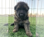 Small #13 German Shepherd Dog
