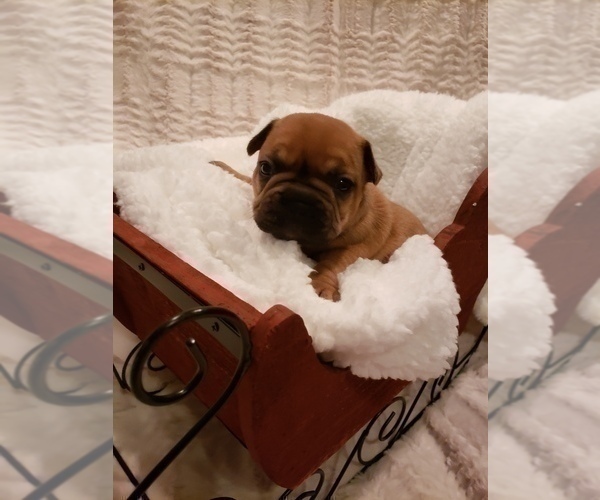 Medium Photo #8 French Bulldog Puppy For Sale in SHELDON, WI, USA