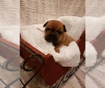 Small Photo #8 French Bulldog Puppy For Sale in SHELDON, WI, USA