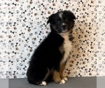 Small Photo #4 Miniature Australian Shepherd Puppy For Sale in FRANKLIN, IN, USA