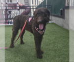 Small #1 Poodle (Standard) Mix