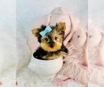 Puppy Puppy 4 Yorkshire Terrier