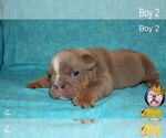 Small Photo #16 Neapolitan Mastiff Puppy For Sale in WASHBURN, MO, USA