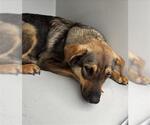 Small German Shepherd Dog