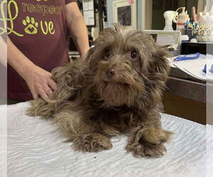 Poodle (Miniature)-Unknown Mix Dogs for adoption in Benton, LA, USA