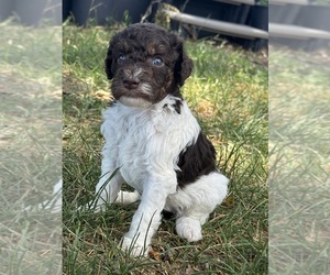 Poodle (Standard) Puppy for sale in LONGMONT, CO, USA